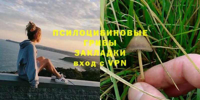 omg маркетплейс  как найти   Норильск  Псилоцибиновые грибы Psilocybine cubensis 